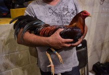 Police announce raid, charges in suspected cockfighting