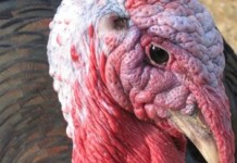 9 more Indiana turkey farms infected with bird flu