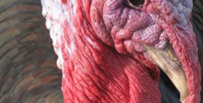 turkey