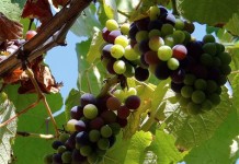 April cold may damage Indiana’s grape crop