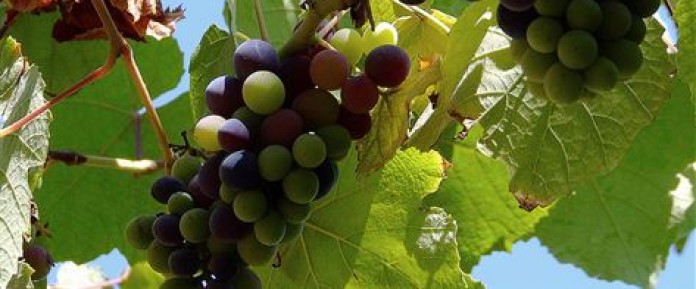 grapes