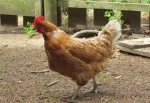 Bird flu quarantine lifted at last of 10 Indiana farms