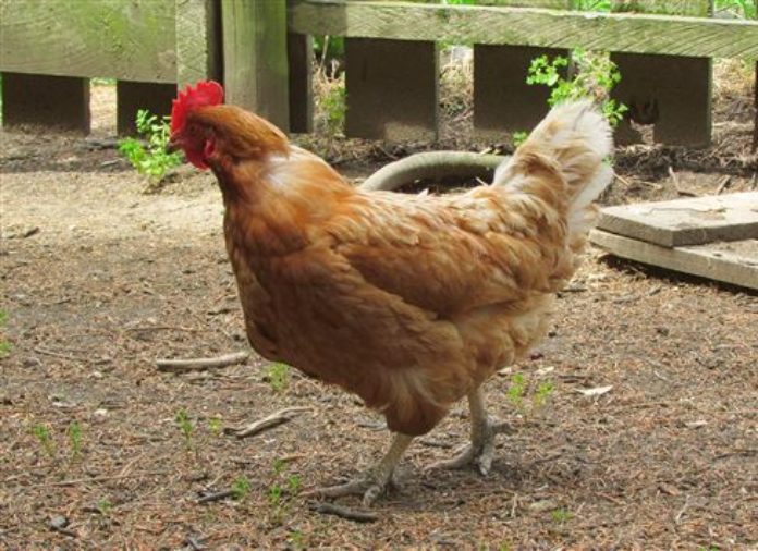 chicken