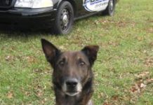 Retired Warsaw PD K-9 “Buddy” Succumbs to Cancer.