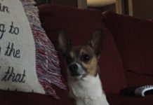 Is Your Dog Missing??