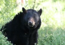 Officers track black bear in southern Indiana