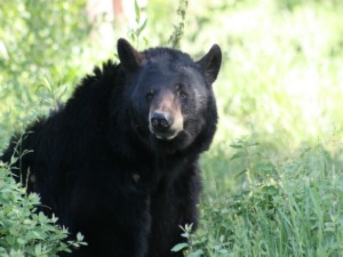 Black bear In Corydon IN
