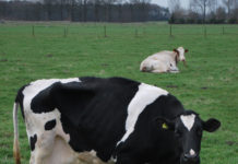 Bovine Tuberculosis found in the wild in Indiana for first time