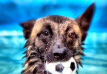 Dog swims over 6 miles, walks 12 more to find family