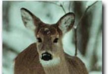 Deer Task Force Archers Set For Sept. 7