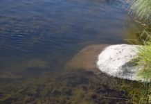 Invasive algae seen at Lake James in northeastern Indiana