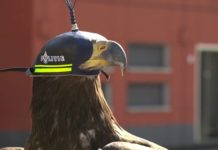 American Bald Eagles sent to Netherlands to take down drones