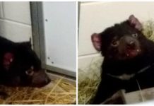 Tasmanian Devils arrive at Fort Wayne Children’s Zoo
