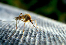 Agency: Mosquito-borne virus risk remains until hard freeze