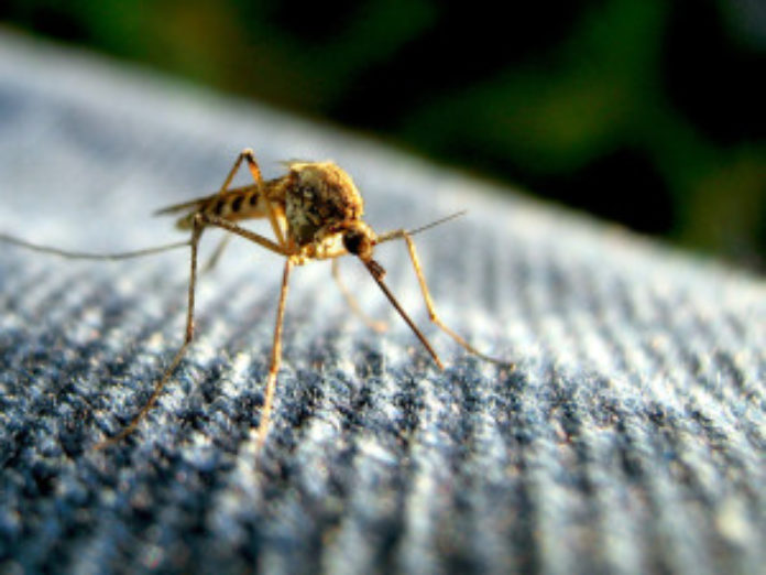 Mosquito-closeup-300x225