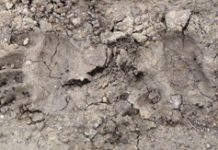 Southern Indiana black bear update