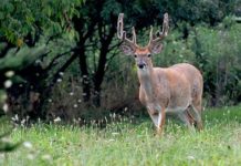 Indiana DNR sets application deadline for November deer hunt