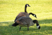 PETA offering reward in South Bend geese killing case