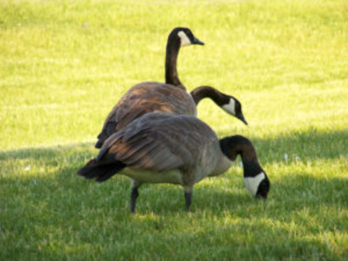 canada-geese-300x225