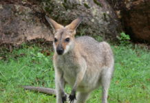 Pet kangaroo reunited with its owner in northern Indiana