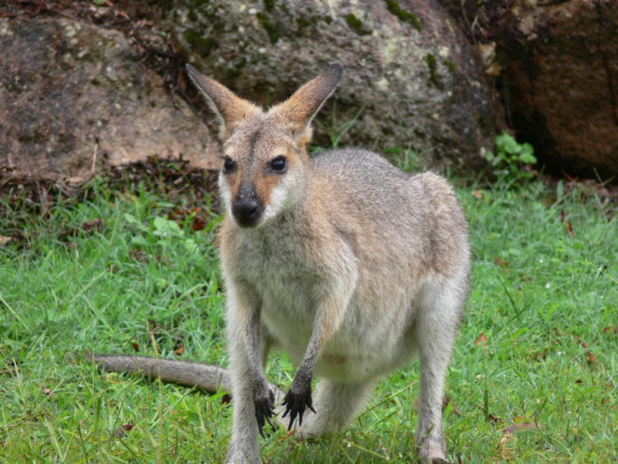 kanga