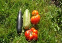 Almost 100,000 pounds of food for food pantries grown in Indiana’s prisons