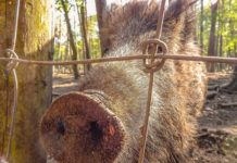 State using baiting traps to get rid of wild pigs