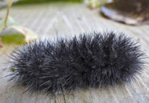 Can woolly worms predict the winter?