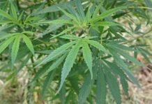 Poll shows overwhelming support for changing Indiana cannabis Law