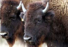 American bison designated as US’s national mammal