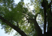 New 96-acre nature preserve debuts in northeastern Indiana
