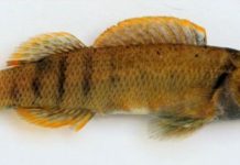 Removal of Fox Farm Road dam helps Tippy River ecosystem