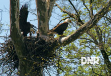 Indiana’s oldest known bald eagle spotted again at Monroe Lake