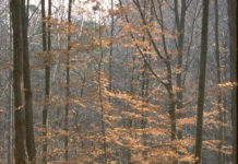 Indiana DNR shares timber revenue with 12 counties