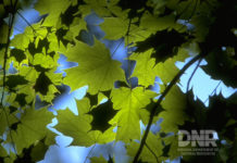 11,000 acres protected in honor of State’s Bicentennial