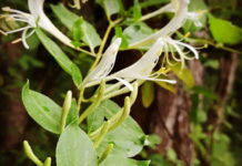 Proposal bans sale of invasive plants in Indiana