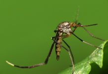 Health officials confirm person in Elkhart Co. dead from EEE