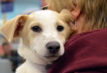 Tips to keep pets safe and secure this holiday weekend