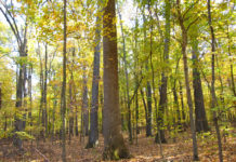 Indiana wildlife officials start initiative to restore natural habitats