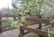 Pisgah Marsh now designated Nature Preserve thanks to Natural Resources Commission