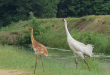 Reward Offered for Information on Whooping Crane Shot in Greene County