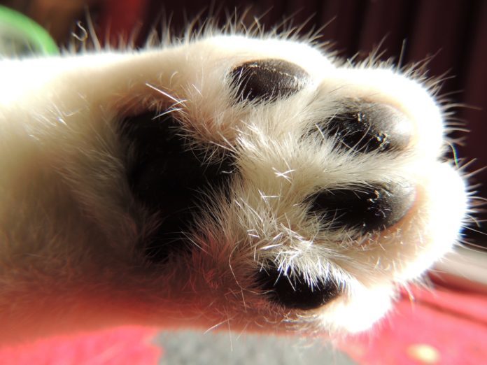 dog-paw-696x522