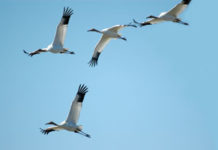 Federally endangered Whooping Crane found shot dead near Indiana wildlife area
