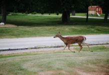 Warsaw Deer Task Force to offer training ahead of 2018 reduction effort