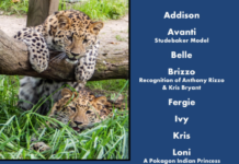 Potawatomi Zoo needs your help naming pair of leopard cubs