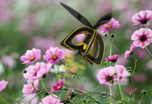Syracuse native develops unique bee drone
