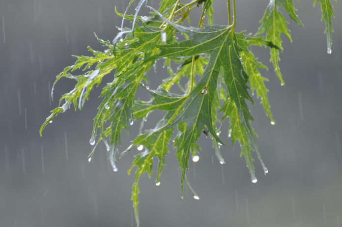 Rain