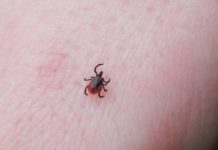 Increase in Indiana tick activity prompts warning