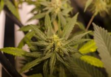 Marijuana processing plant discovered in LaGrange County