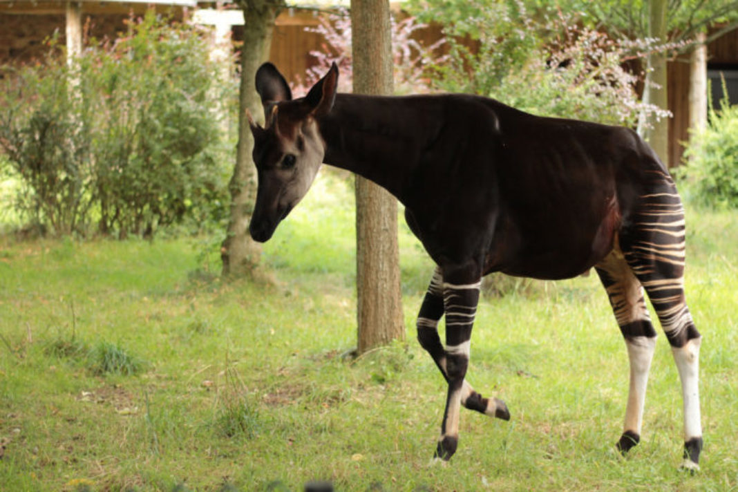 Potawatomi Zoo to be only zoo in Indiana to feature rare okapi - News ...